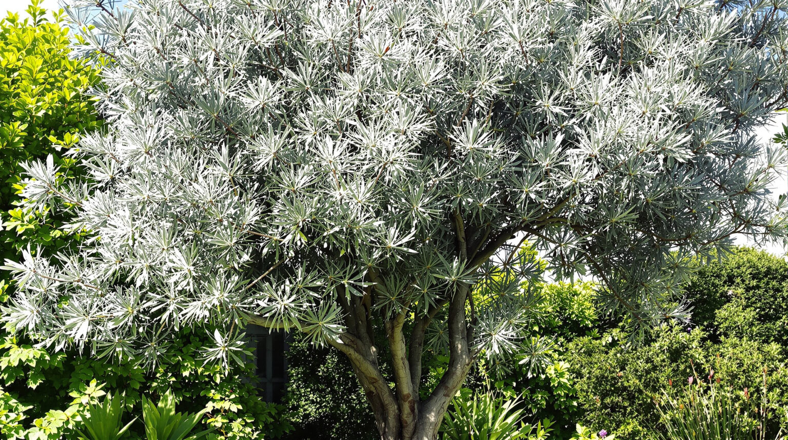 Eucalyptus gunnii croissance : Découvrez tous les secrets pour une croissance rapide et saine !