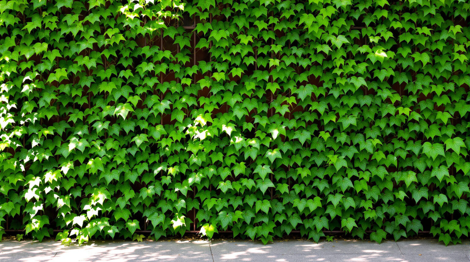 Lierre grimpant sur grillage : astuces pour une croissance optimale et un jardin esthétique